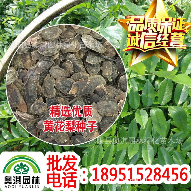 海南黄花梨种子 花梨木种子 降香黄檀种子 花梨母黄花梨种子