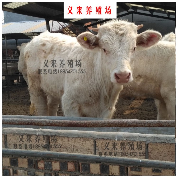 【义来养殖场】种夏洛莱小肉犊活体种牛小种牛小肉牛犊