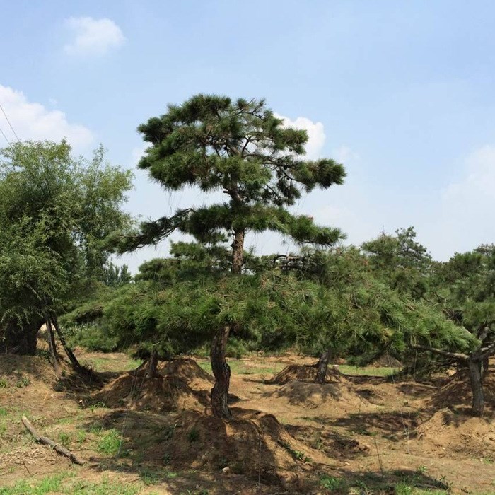 山坡开荒山绿化松树日本黑松种子白芽松盆景造型耐贫瘠抗病力强