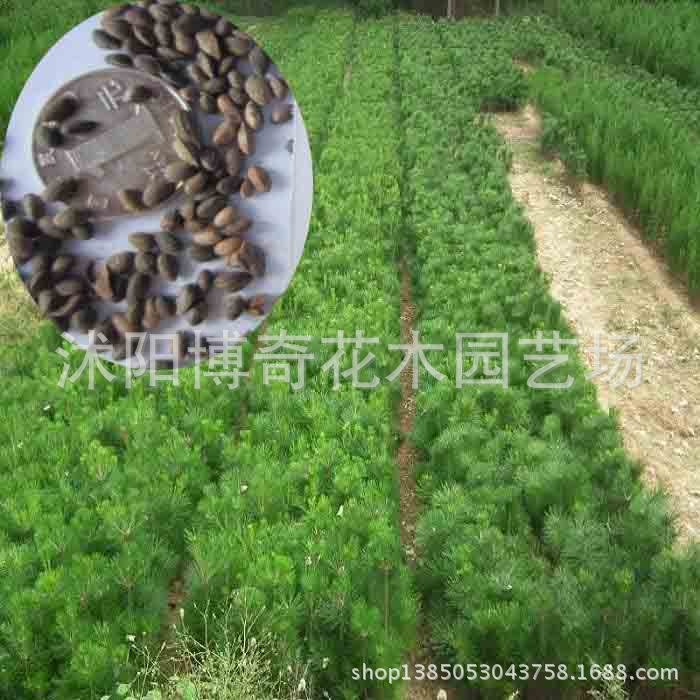 出售当年新采的林木种子 黑松种子 别名 白芽松 发芽率高