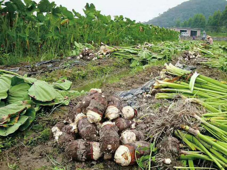 产地直供农家自种新鲜荔浦芋头好品质香芋毛芋5斤包邮一件代发