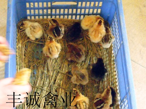 【供应】批发肉质鲜嫩 营养价值高土二鸡苗