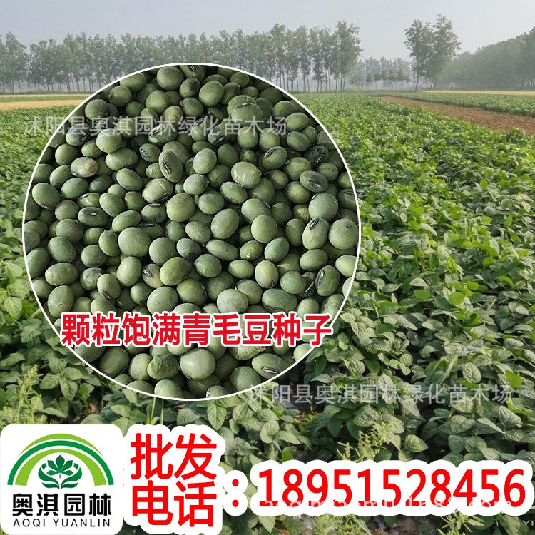 批发青毛豆种子 量型大豆 家庭阳台盆栽蔬菜水果种子 易种