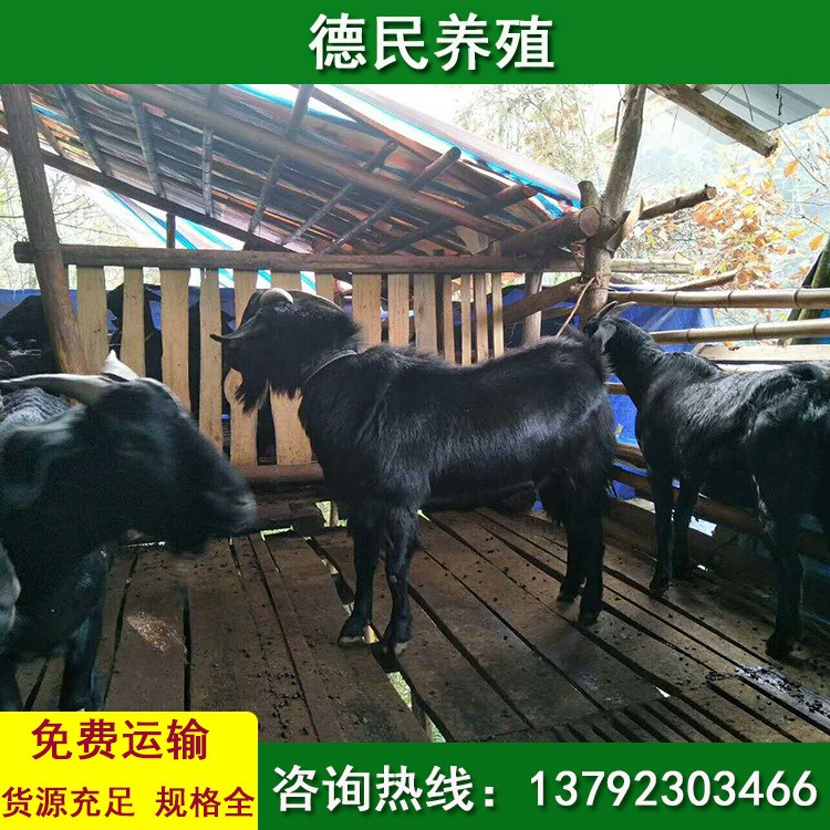 黑山羊价格批发活体成年黑山羊养殖场肉羊农家放羊黑山羊价钱