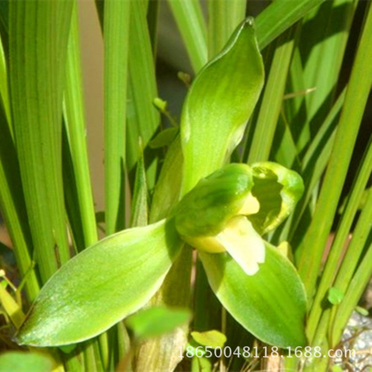 厂家直供江南雪兰花苗 春兰素心梅瓣 多肉植物小盆栽办公桌茶几