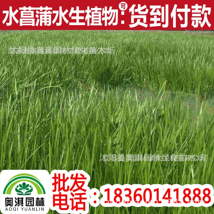 批发 水菖蒲 泥昌 水昌 水宿、茎蒲 水生植物 湿地绿化 水体绿化