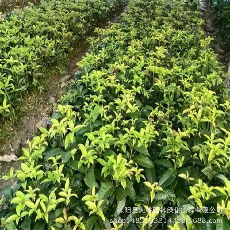 嫁接桂花 流苏树苗 油根子花苗 树苗