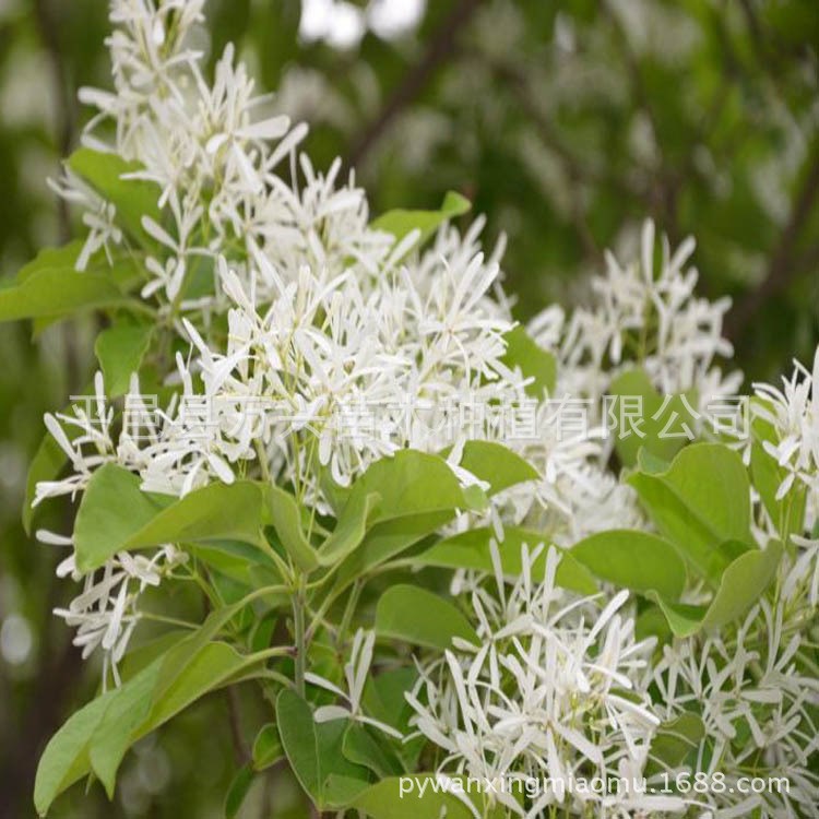 供应流苏 流苏小苗 油根子苗 嫁接桂花母本枮木 批发各种绿化苗