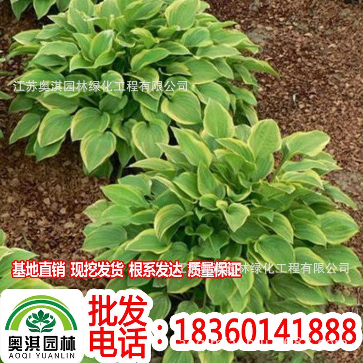 供应地被植物―萱草，麦冬、葱兰、玉簪、美人蕉等绿化苗木