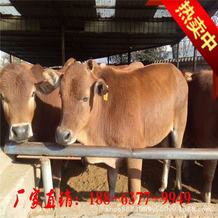改良三元杂交肉牛犊湖南地区养殖肉牛牛犊价格活体肉牛育肥