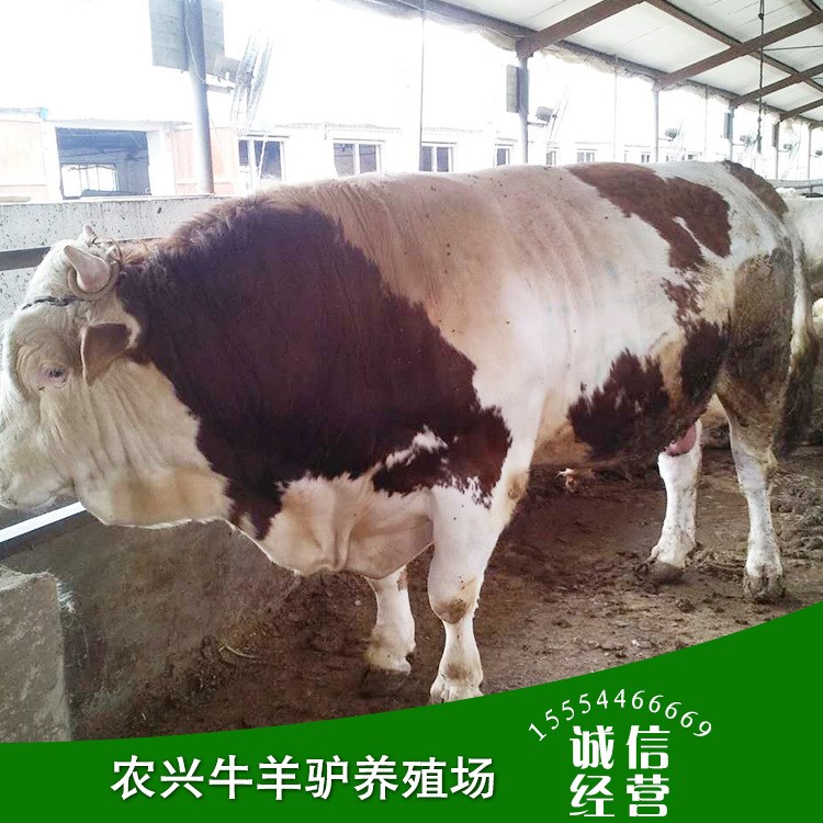 肉牛广东养殖基地 出售肉牛犊 黄牛肉牛 肉牛西门塔尔牛