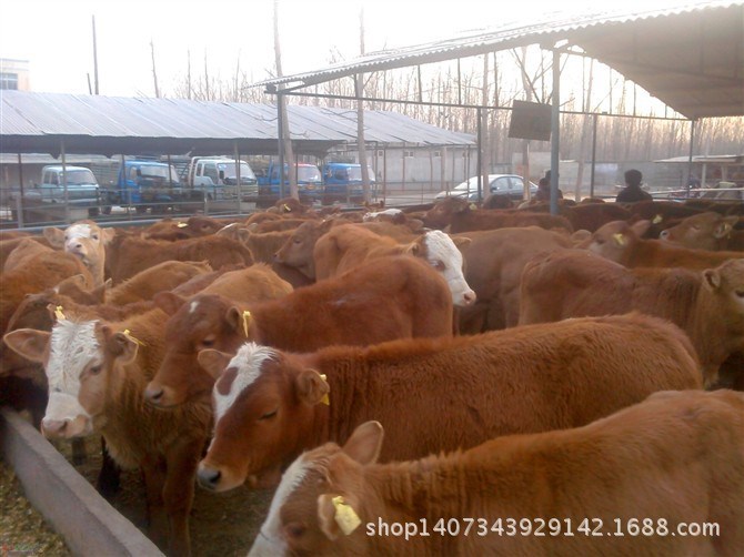 鲁西黄牛种牛 肉牛养殖场杂交牛 西门塔尔牛养殖场