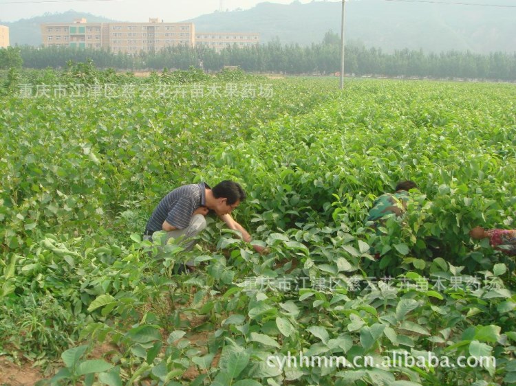 核桃苗 香玲核桃 新疆薄壳