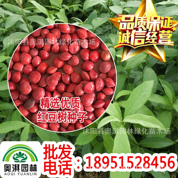 批发红豆树种子 别名何氏红豆、鄂西红豆、江阴红豆、花梨木