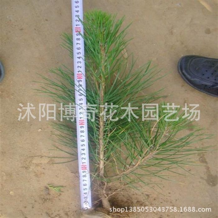 低价供应黑松（白牙松） 出售黑松树苗 黑松苗木