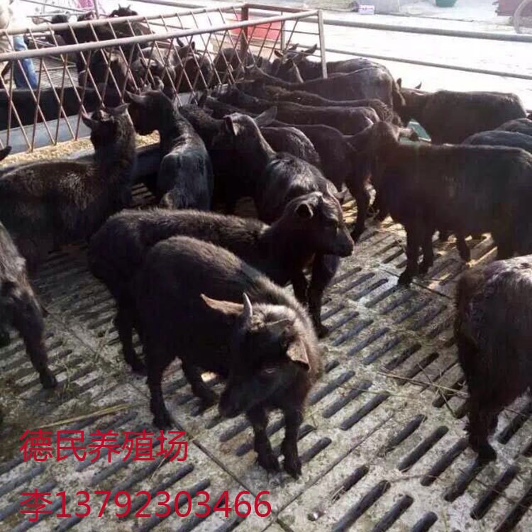 广东黑山羊肉羊养殖场怀孕母羊价格