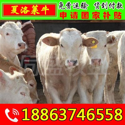 肉牛养殖场 常年供三元杂交牛犊 架子牛 西门塔尔牛