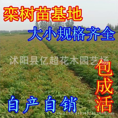 直供绿化苗木批发 栾树苗 栾树小苗 规格 北栾 黄山栾树等