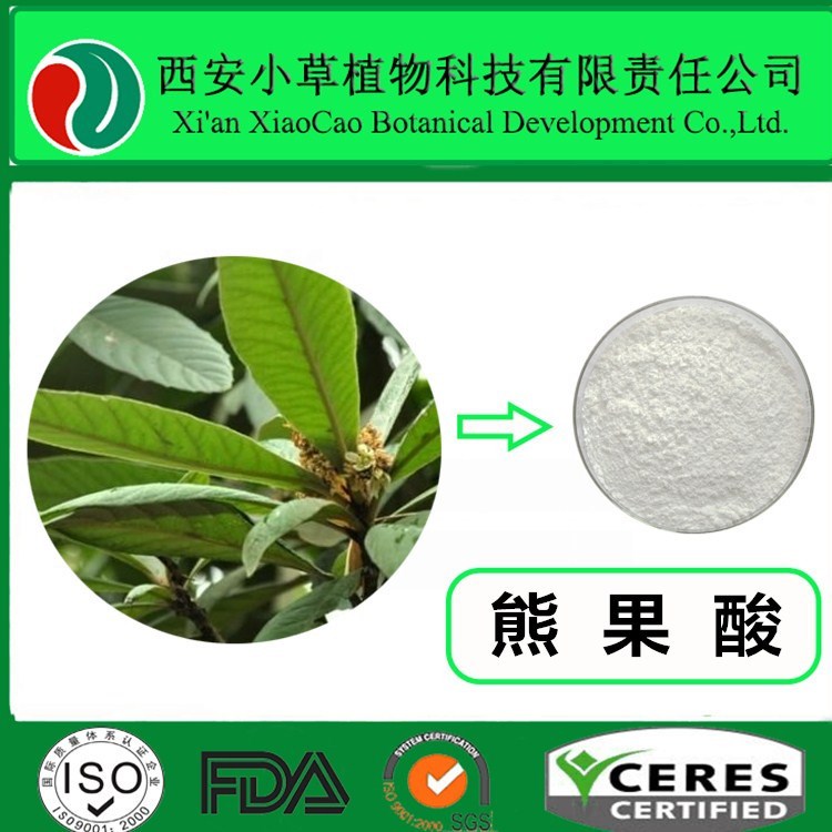 厂家现货供应枇杷叶提取物  枇杷叶粉  熊果酸