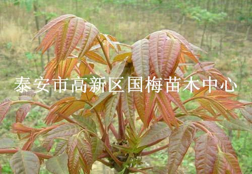 批发果树苗木当年可食用香椿树苗 香椿苗红油香椿树苗可盆栽地栽