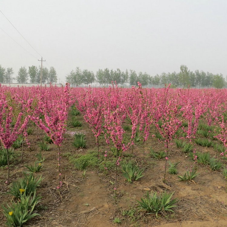 绿化苗木基地大量现货供应 红叶碧桃小苗 紫叶碧桃树苗