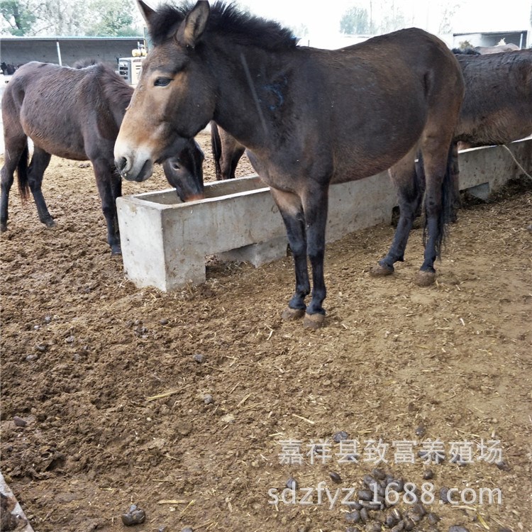 育肥德州驴驴驹养殖场 关中驴 佳米驴 肉驴苗现在市场价格