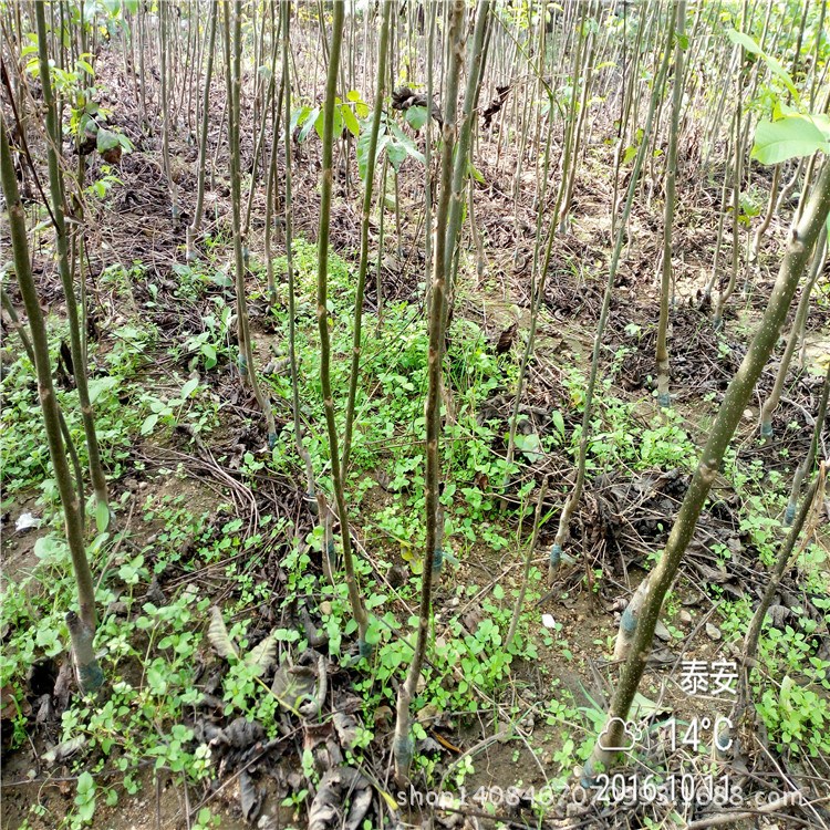 泰安嫁接核桃苗价格 品种核桃苗种植技术 1--5公分核桃苗现挖现卖