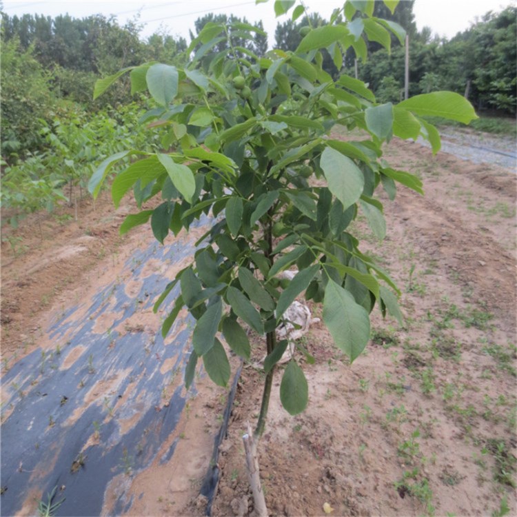 1米高核桃树苗 薄皮核桃苗种植技术