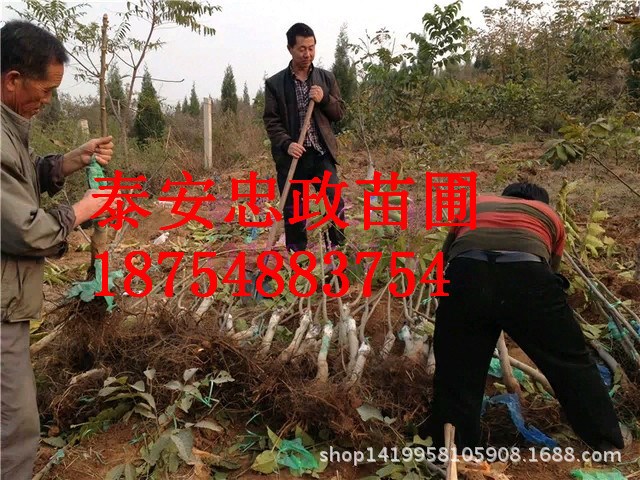 清香核桃苗价格 批发清香核桃苗 清香核桃树苗基地