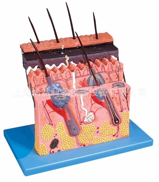 皮肤层次切面放大模型