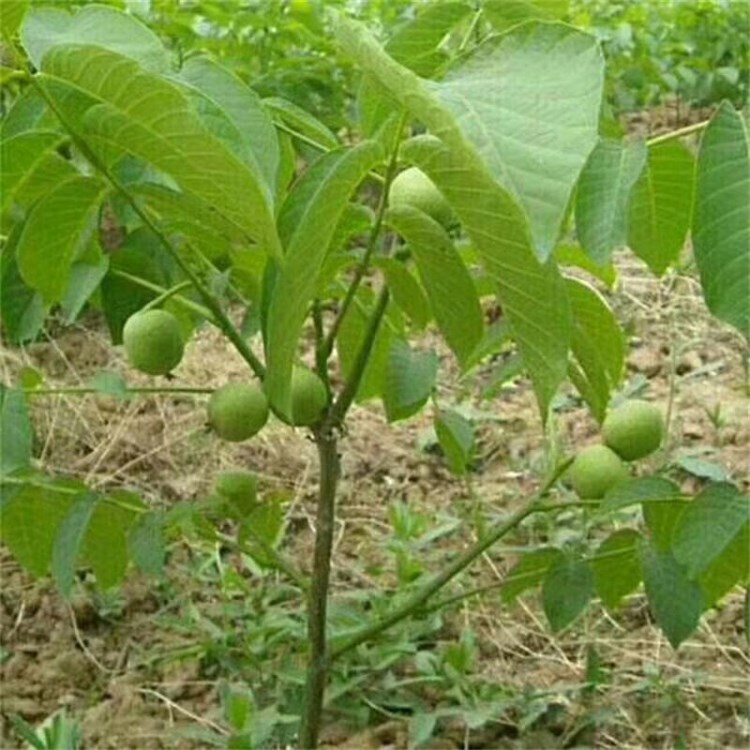 当年挂果核桃苗批发 纸皮核桃 香玲 8518规格 核桃苗价格