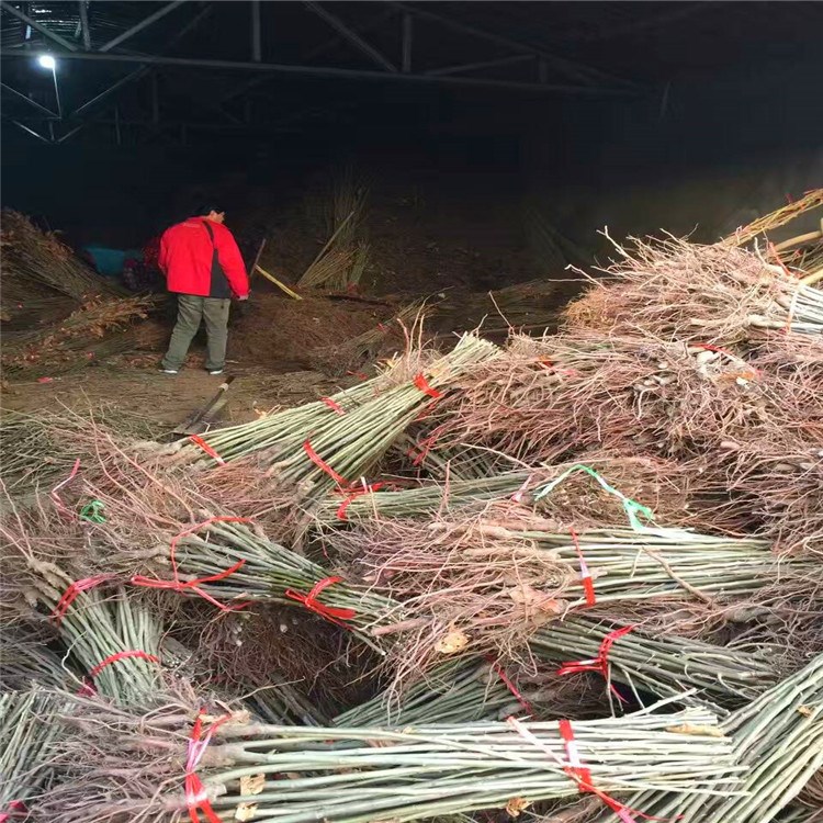 山东板栗苗种植基地  嫁接栗子树苗价格 泰山板栗 华丰板栗苗批发