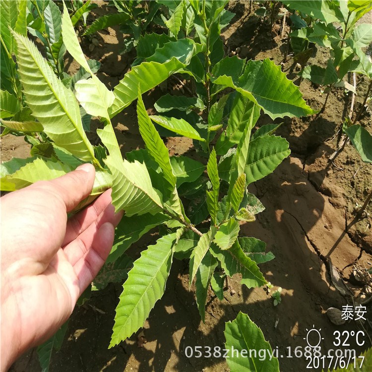 板栗苗产地 自家种植嫁接板栗苗 板栗苗 1年板栗苗价格