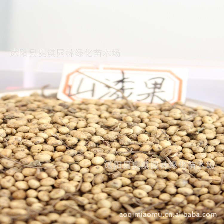 供应出口景观花卉种子，山漆种子，别名田七，金不换，人参三七