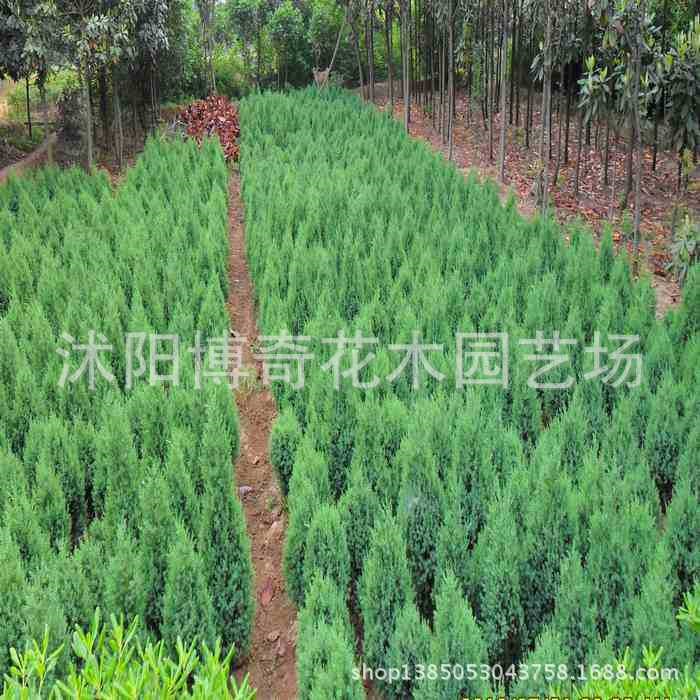 绿化工程1-3米刺柏 刺柏基地批发 刺柏保质保量 北京桧供应