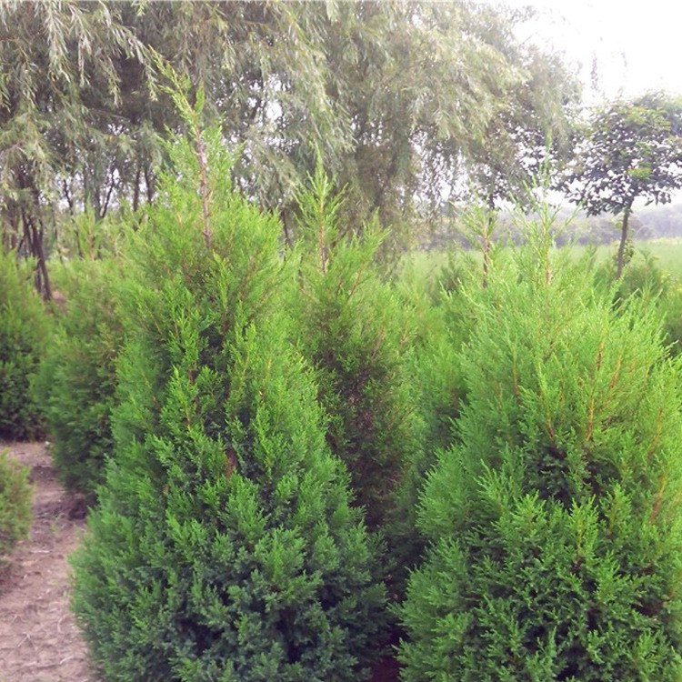基地直销蜀桧小苗 塔柏小苗批发价 规格  量大优惠