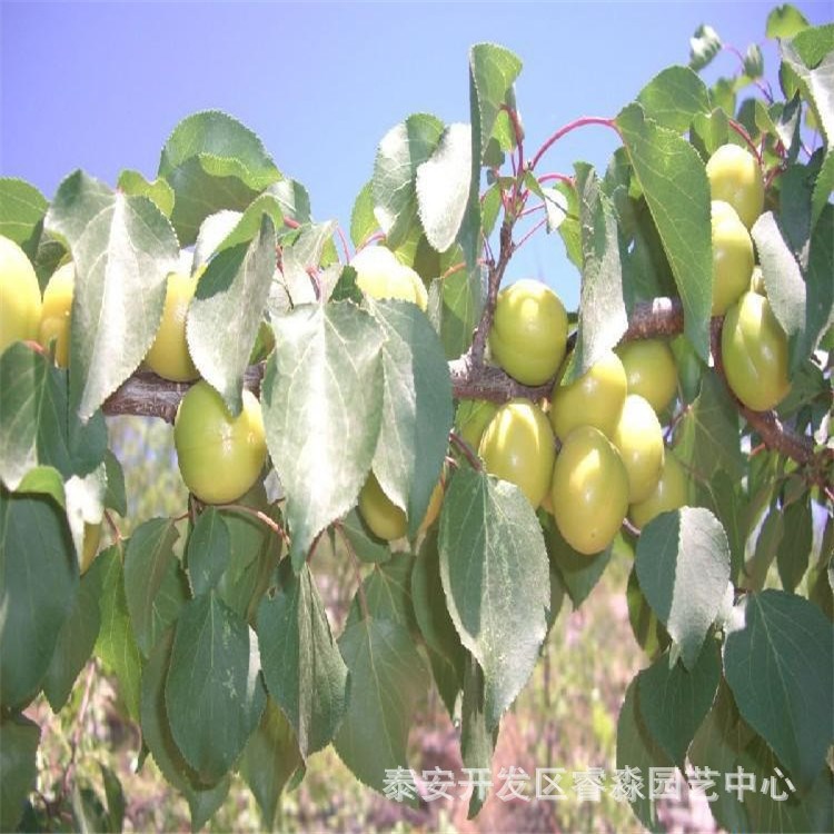 杏树树苗 基地直销 杏子树 杏树嫁接苗 金太阳杏树苗 杏树苗多品