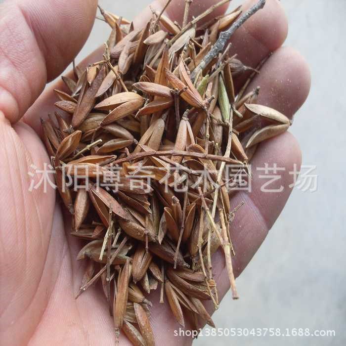 批发供应暴马丁香种子 华北丁香 当年新采 保质保量