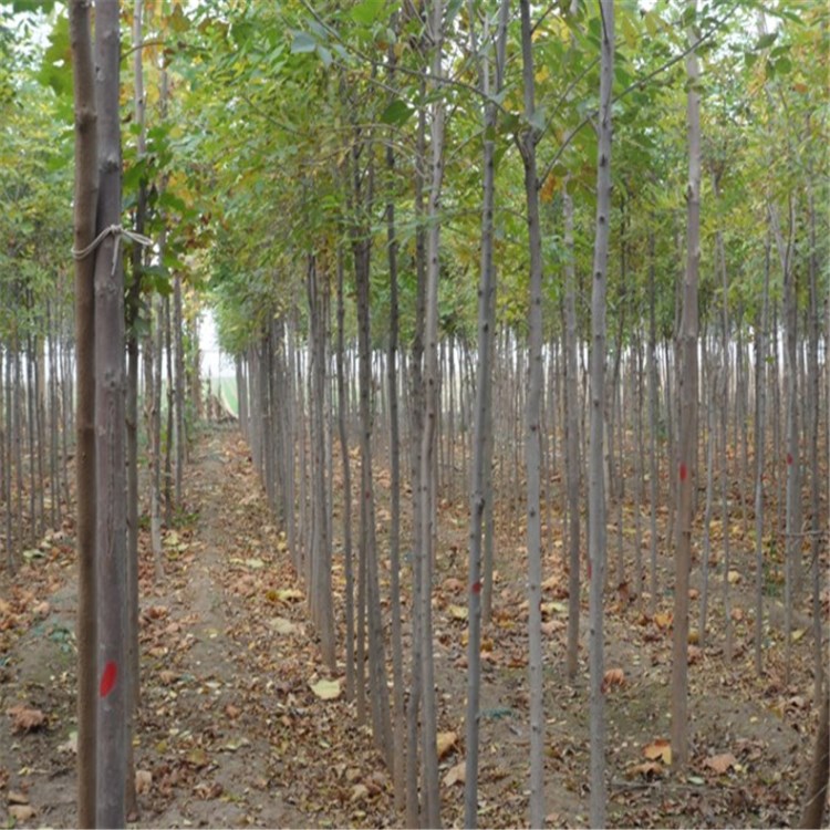 小叶白腊规格 根系发达白蜡 基地大量出售速生白蜡