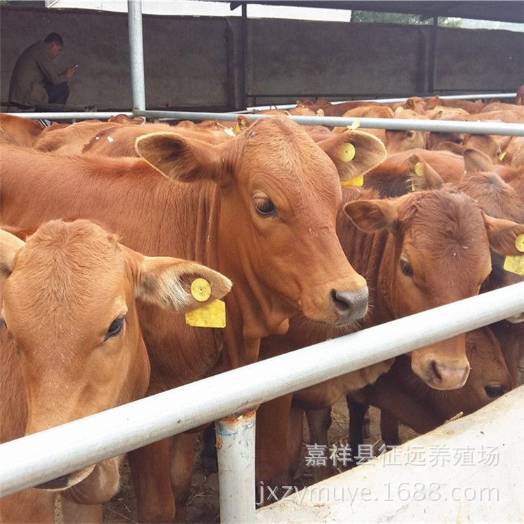 肉牛养殖场自家繁育3-8个月改良肉牛犊 适合农村创业致富的好项目