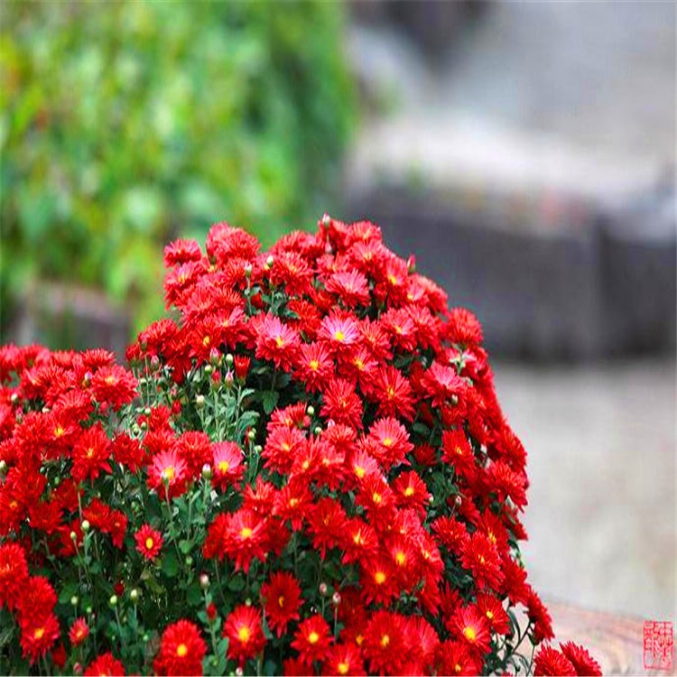 千头菊 江苏百福大量供应花卉千头菊 租摆 园林绿化工程