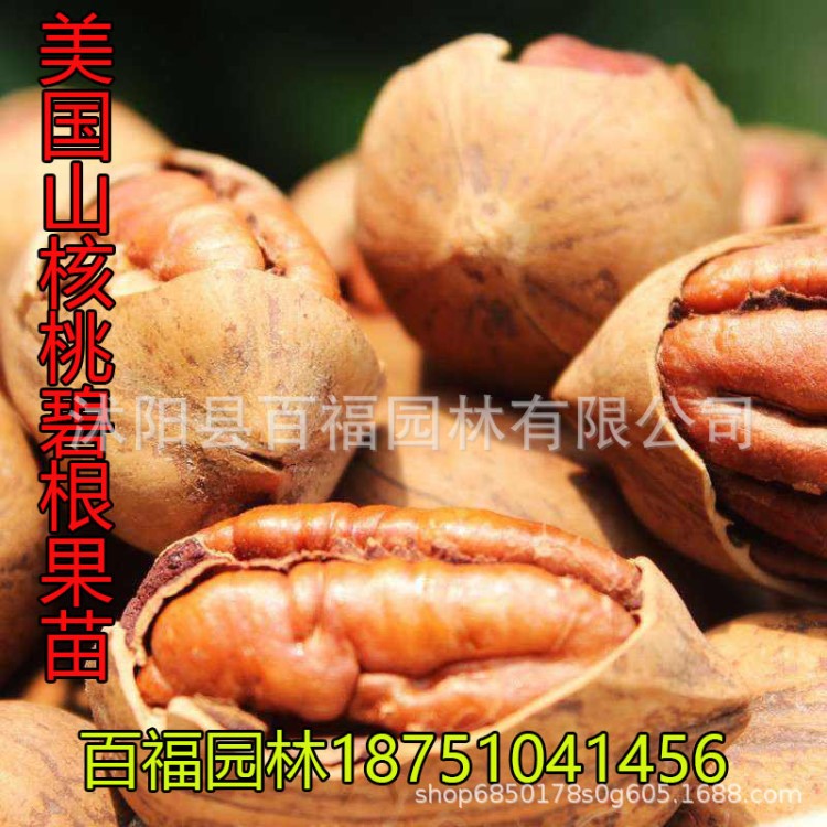 碧根果嫁接苗美国山核桃树苗长寿果树苗南北方种植盆栽地栽果树苗