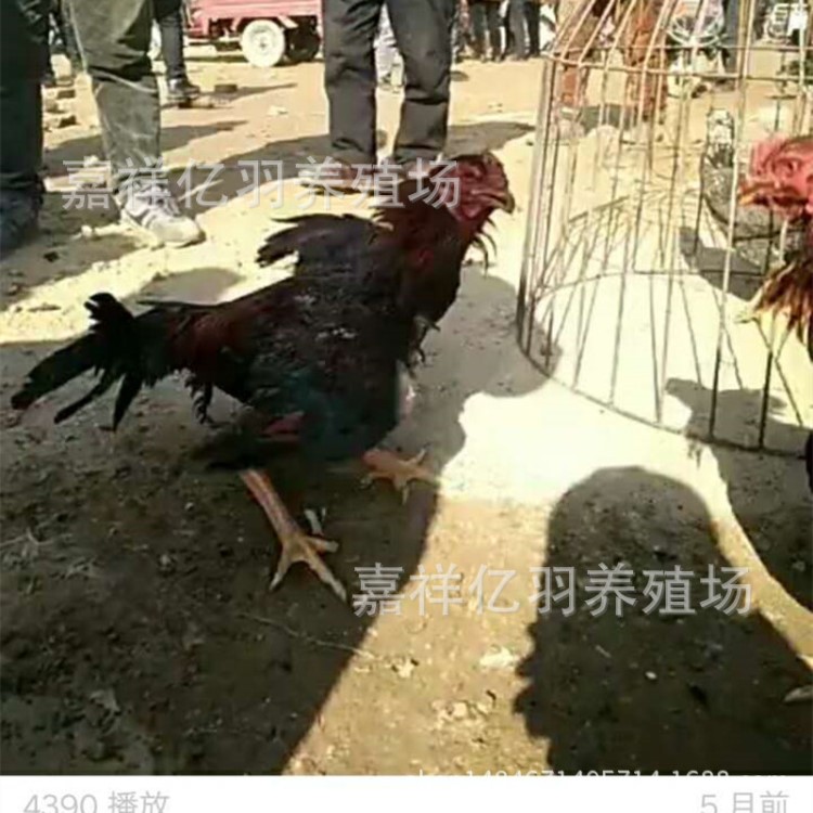 我厂常年种越南斗鸡价格|中原斗鸡价格13625479551