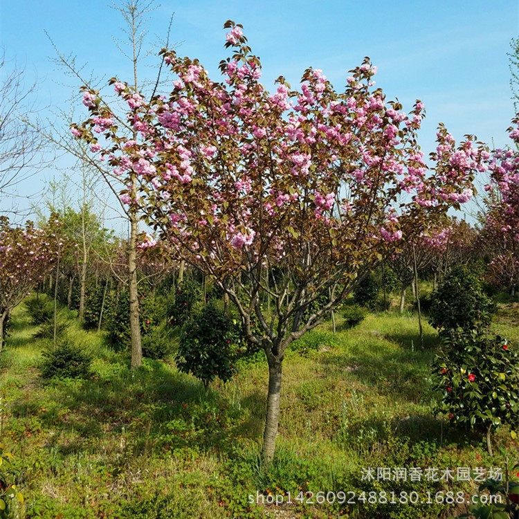 批发日本樱花 工程绿化 高杆樱花树 规格 当年开花