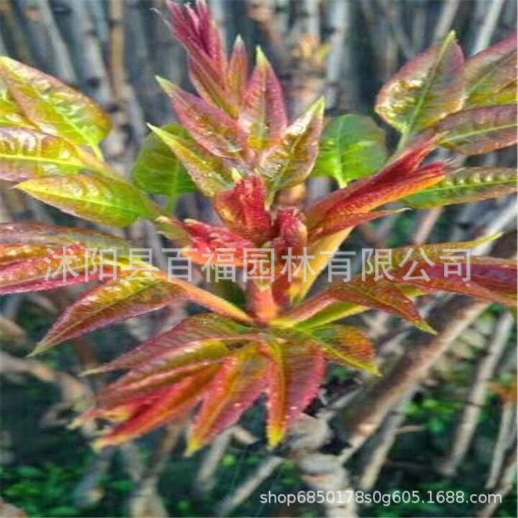 基地大量批发 大棚露天香椿苗产量高 红香椿苗 红油香椿树苗 盆栽