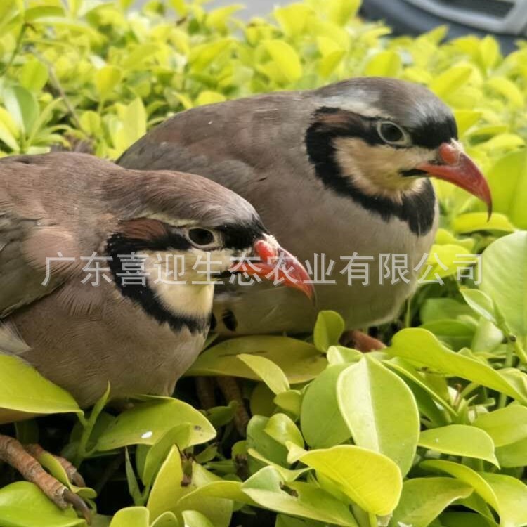 出售重庆鹧鸪苗价格万州鹧鸪价格实惠厂家直销出壳苗有养殖技术