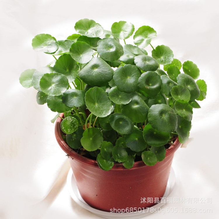 批发铜钱草 绿植盆栽办公室净化空气铜钱草 苗圃直销 量大优惠