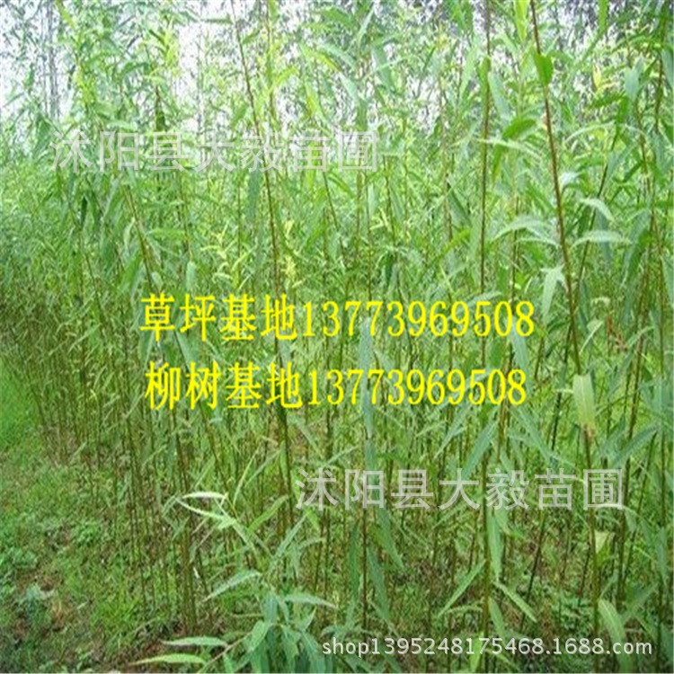 柳树基地 垂柳 旱柳 馒头柳 金丝柳品种规格 量大送货