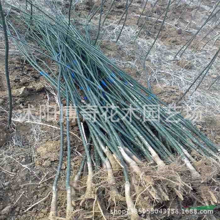 批发：国槐苗 国槐小苗 速生国槐小苗 苗圃栽植 高成活率