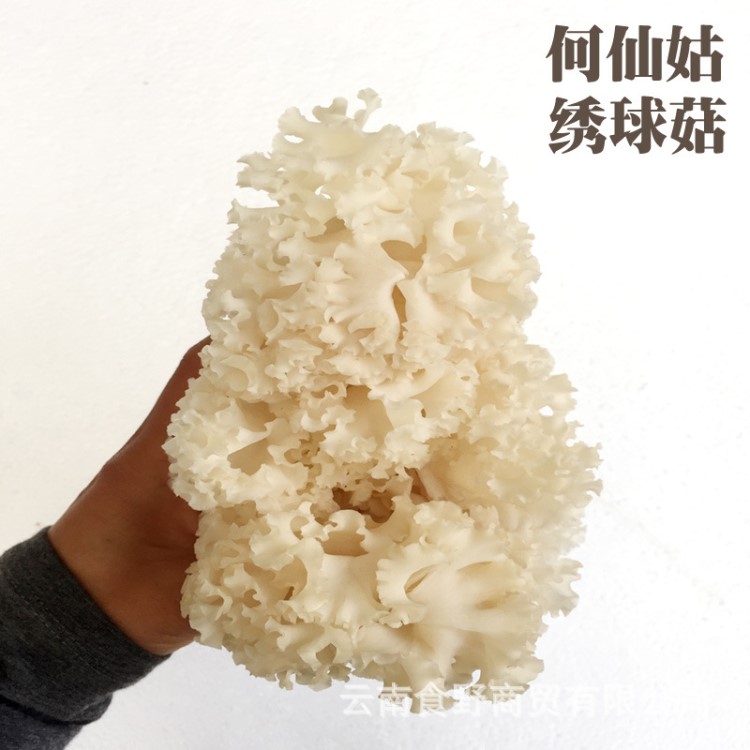 基地批发新鲜绣球菌 何仙姑绣球菇 秀珍菇云南特产餐饮生鲜食用菌